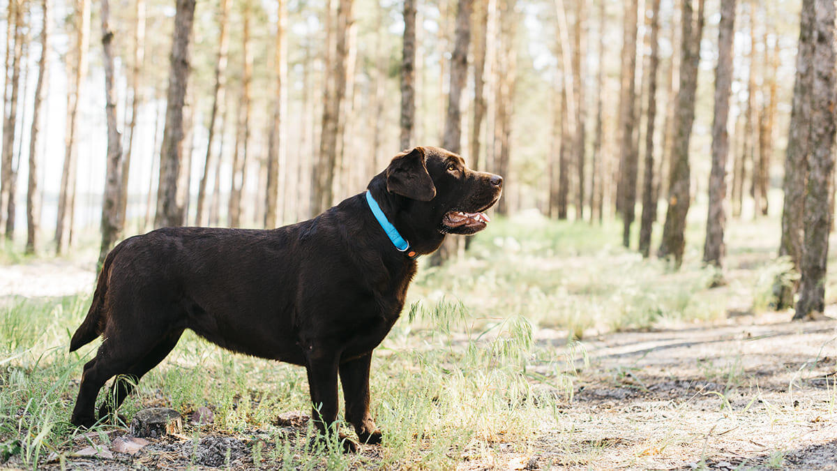 Köpeklerde Obezite Belirtileri ve Riskleri