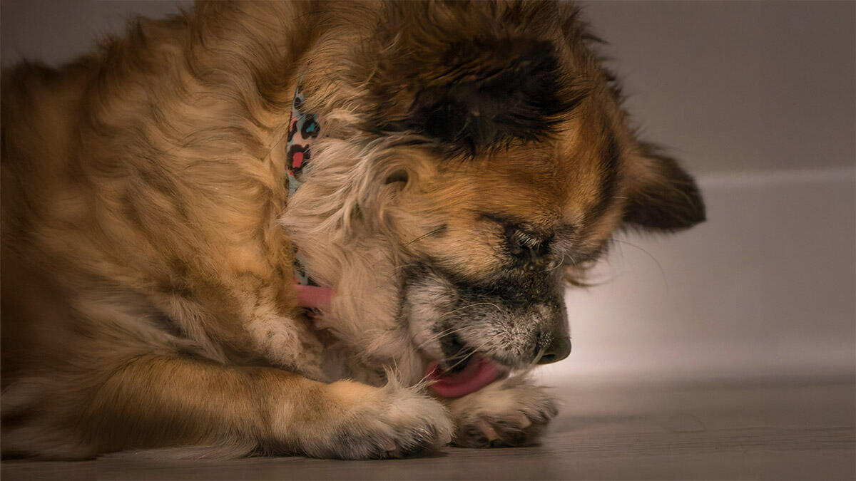KÖPEKLERDE YALAMA GRANÜLOMU BELİRTİLERİ 