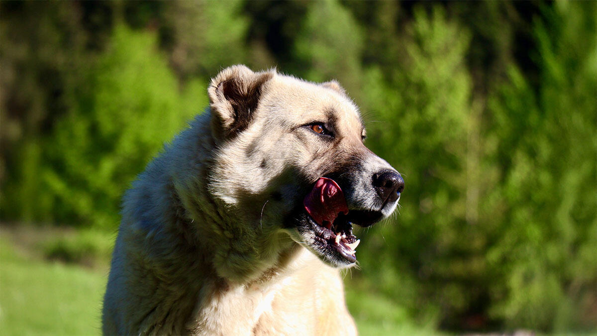 Köpeklerin Kulakları Neden Kesilir?