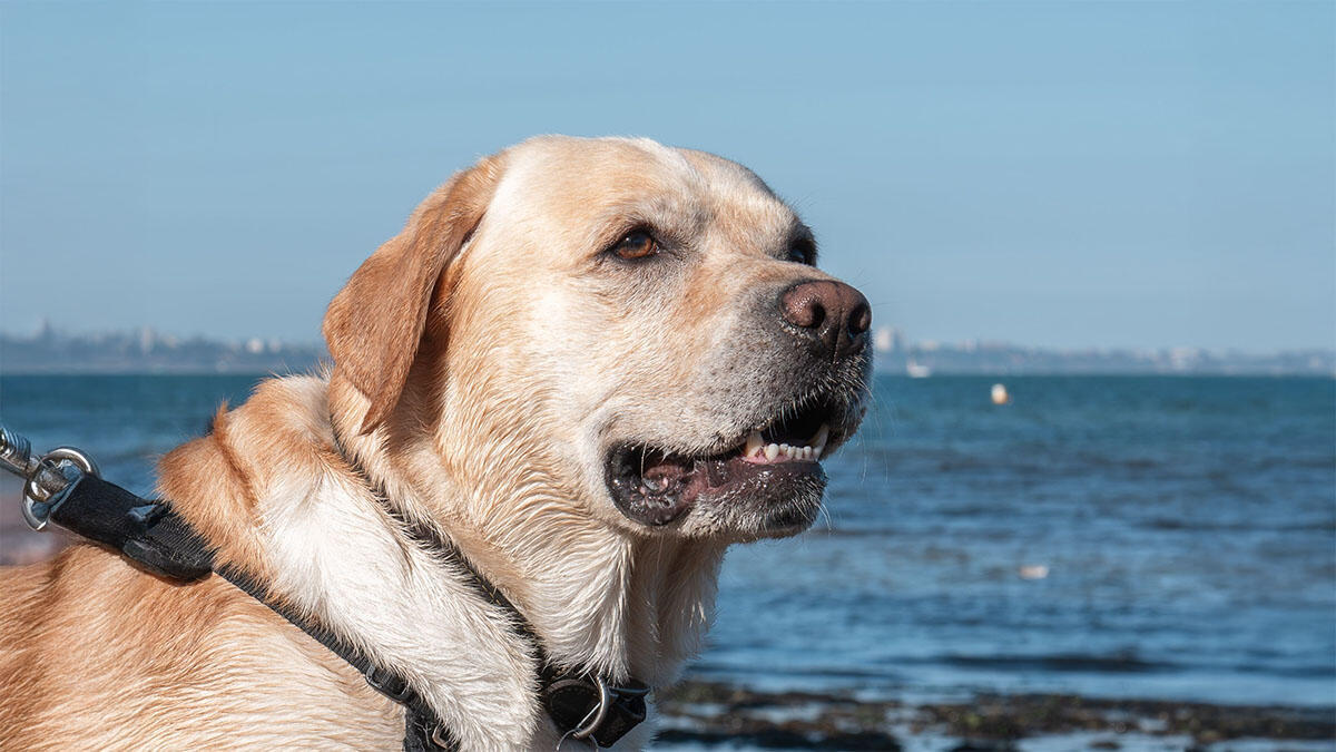 Labrador Hakkında Bilmeniz Gerekenler