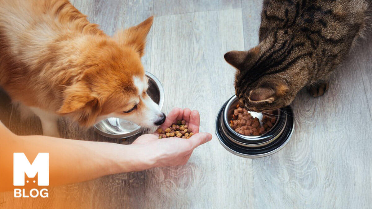 Sahte Kedi ve Köpek Maması Nasıl Anlaşılır? Patili Dostunuzu Taklit Mamalardan Korumanın Yolları