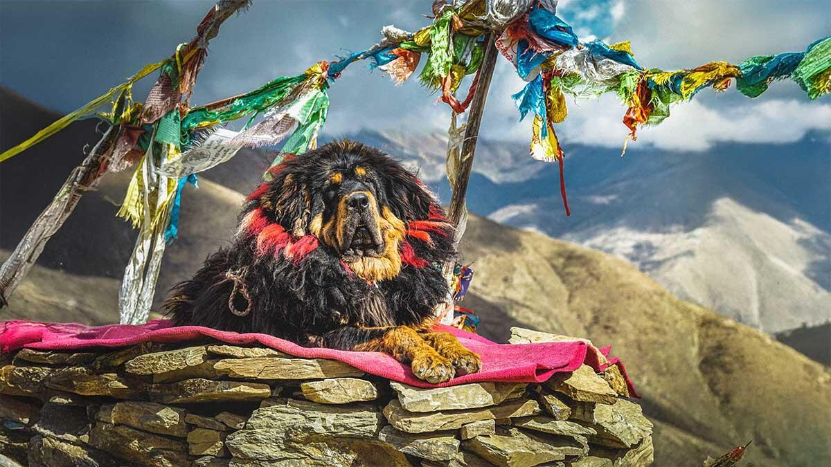 Tibet Mastifi Irkı Özellikleri Hakkında Bilmeniz Gerekenler