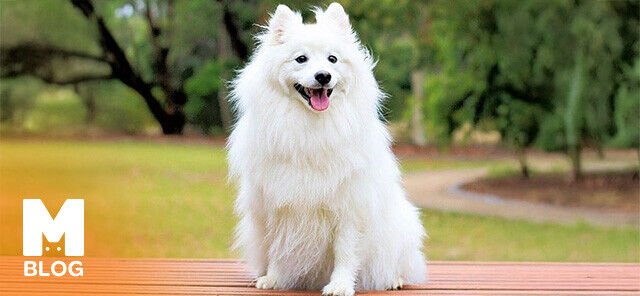 Spitz Köpeği Hakkında Her Şey: Irkı, Özellikleri ve Bakımı