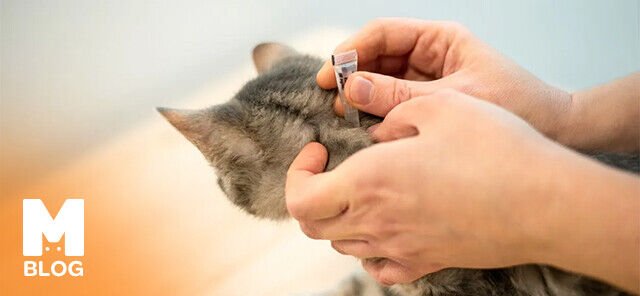Kedi Dış Parazit Damlası Nasıl Kullanılır?