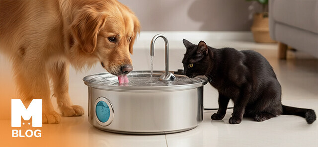 Evcil Hayvanlar İçin Su Pınarı Kullanımı ve Faydaları
