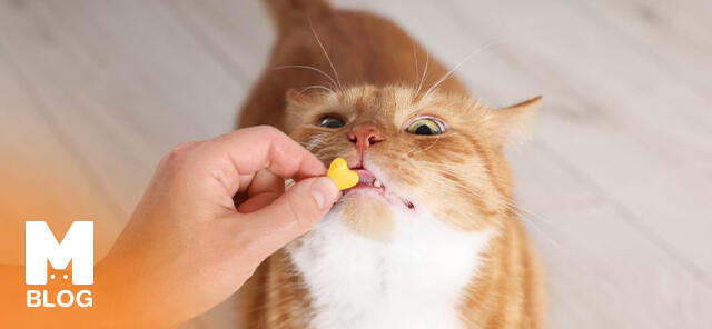 Kedilerde Bağışıklık Güçlendirme Yolları