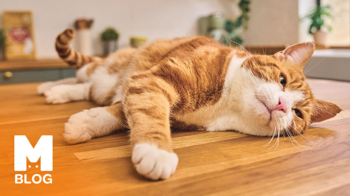 Kilolu Kediler İçin Zayıflatan Kedi Mamaları