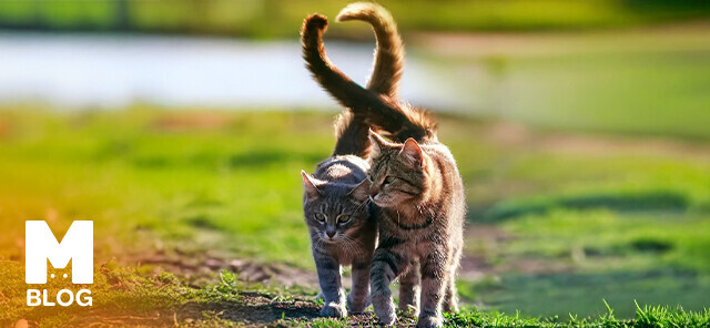 Kedilerde Kızgınlık Belirtileri ve Çiftleşme