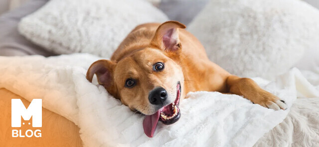 Köpek Seçimi Nasıl Yapılmalı?