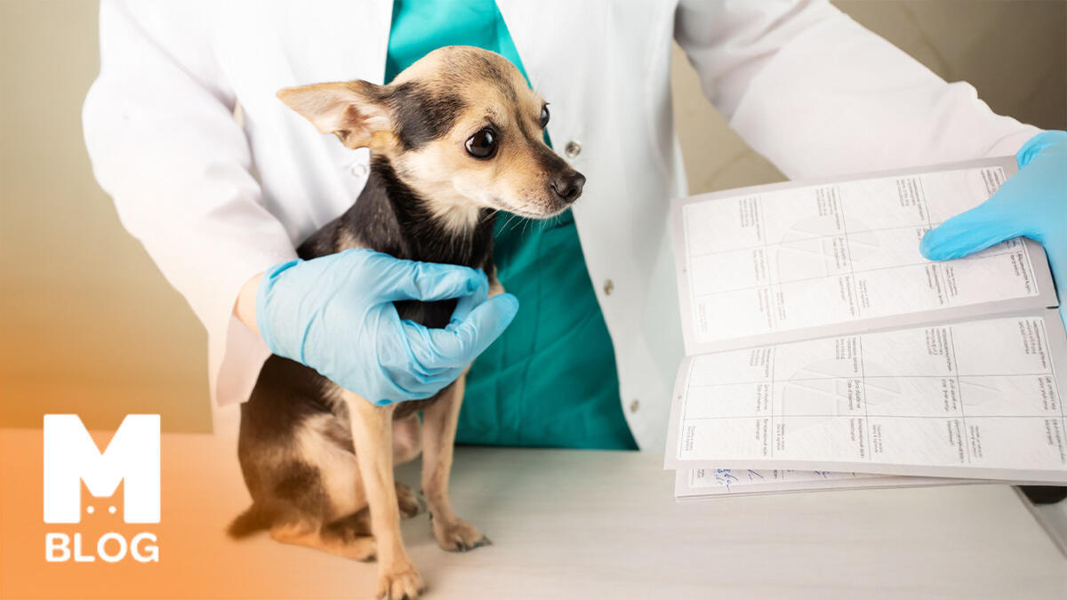 Köpek Kimliği Nedir? Nasıl Çıkarılır?