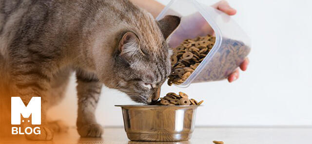 Kedi Mamasının Orijinal Olduğu Nasıl Anlaşılır?