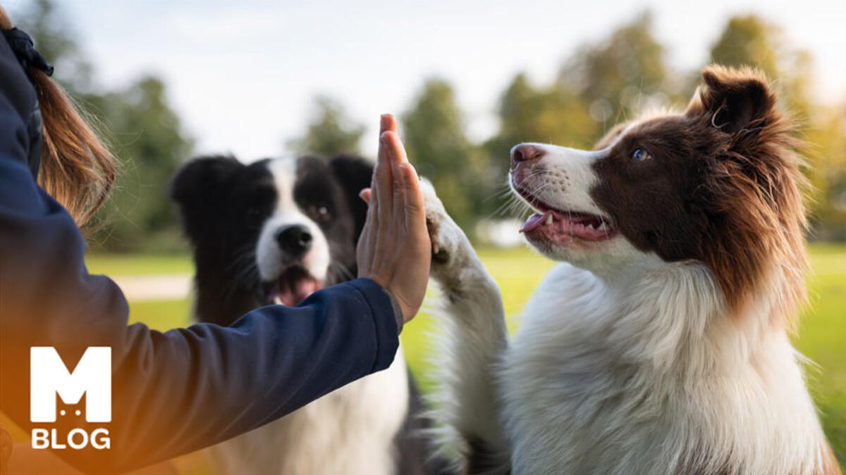 Köpek Sahipleneceklerin Bilmesi Gerekenler