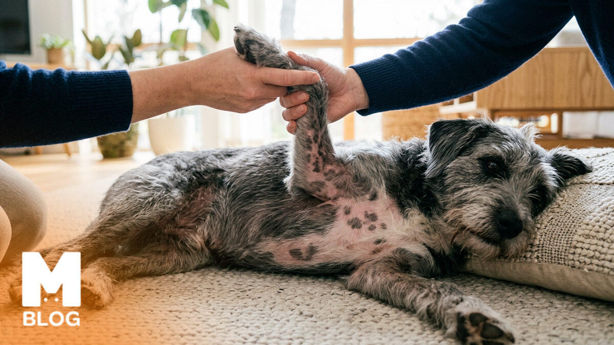 Köpeklerde Deri Siyahlaşması Neden Olur?