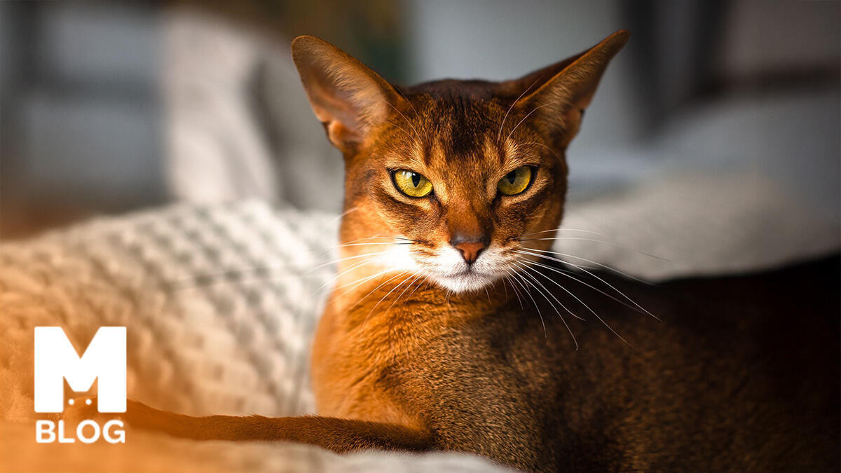 Habeş (Abyssinian) Kedisi Irkı ve Özellikleri