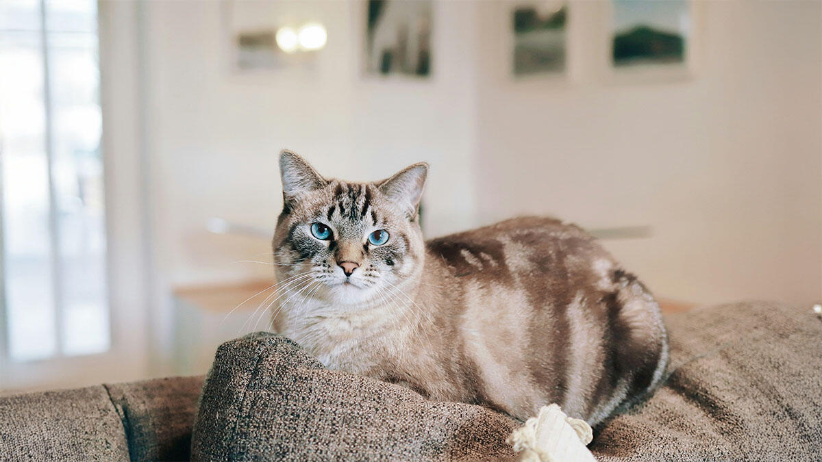 Kedi Özellikleri Nelerdir?