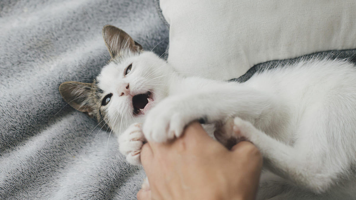 Kedi Tırmalarsa Ne Yapmalısınız? Kuduz Yapar mı? İlk Yardım, Riskler ve Önlemler