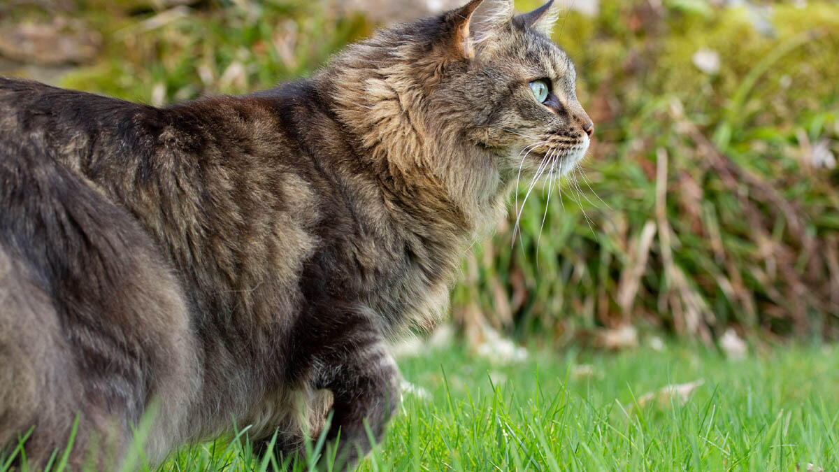 KEDİLERDE İLKEL KESE NEDİR?