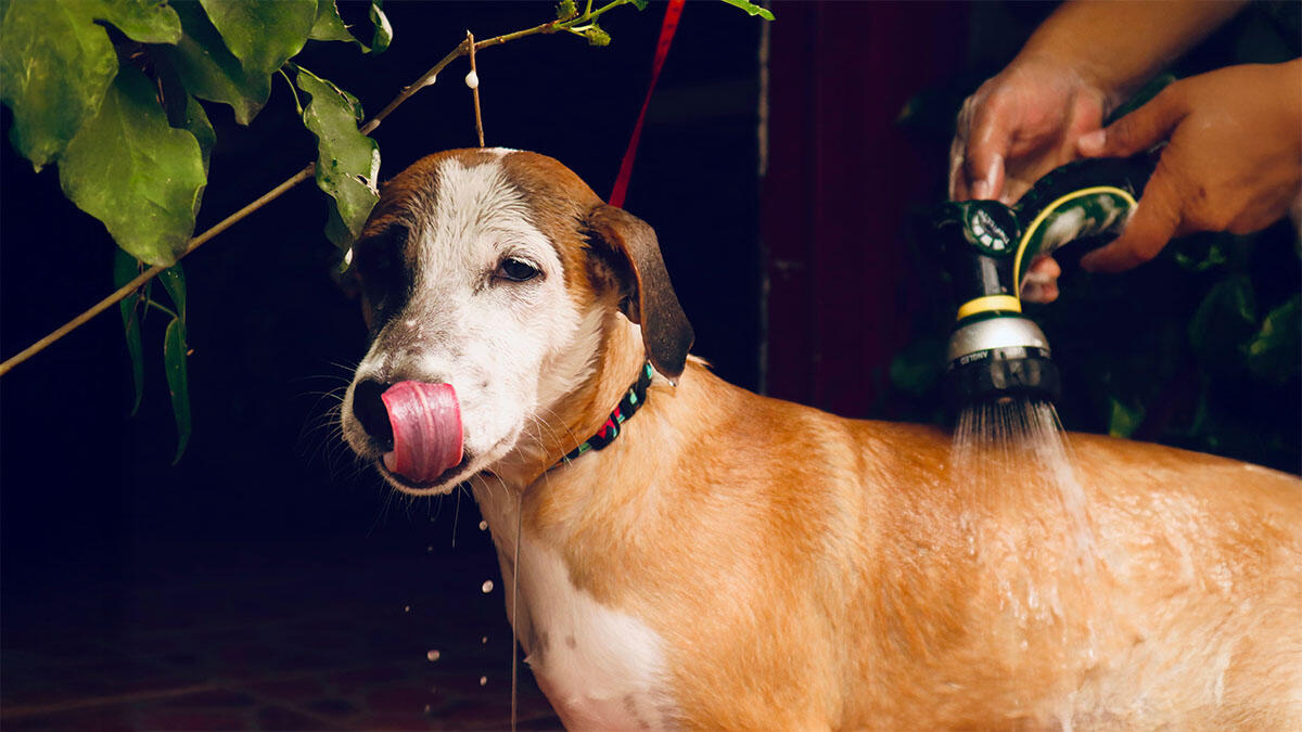 Köpek Kokusu Nasıl Giderilir?