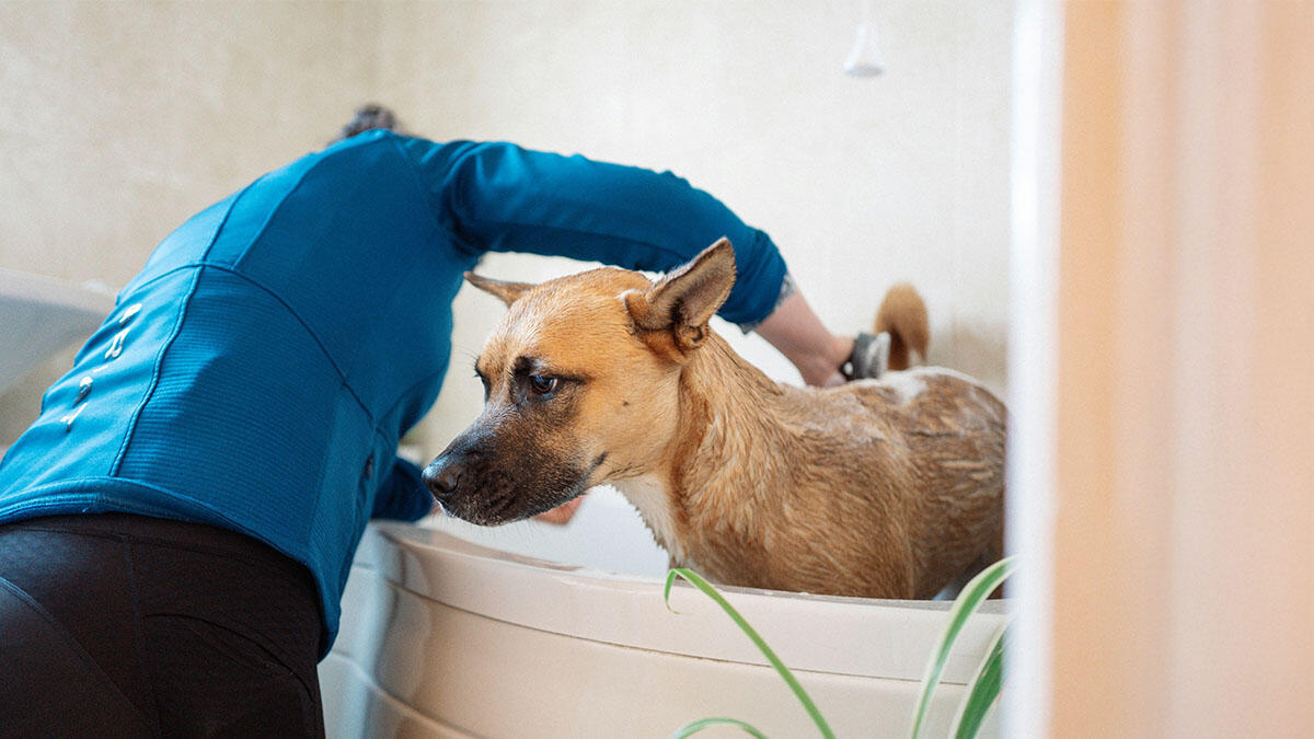 Köpekler Ne Sıklıkla ve Nasıl Yıkanır?
