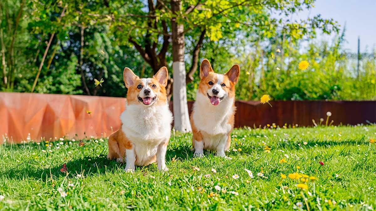 Köpeklerde Çiftleşme ve Dikkat Edilmesi Gerekenler