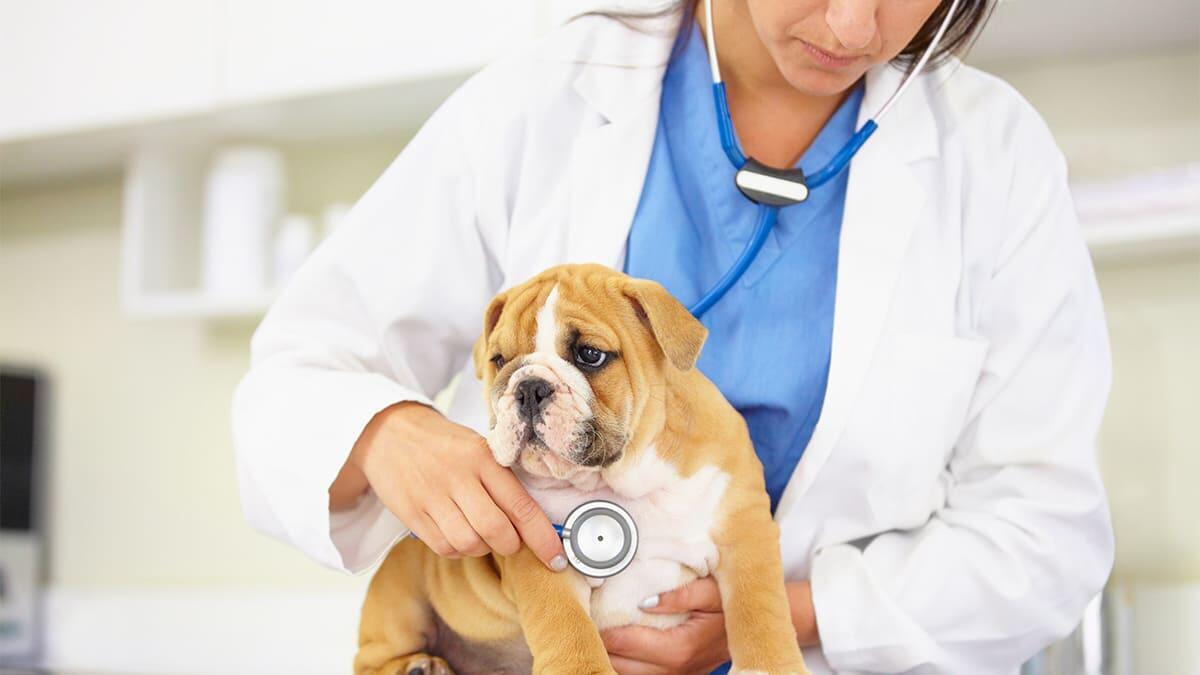 Köpeklerde Parvovirüs: Belirtileri, Nedenleri ve Tedavisi
