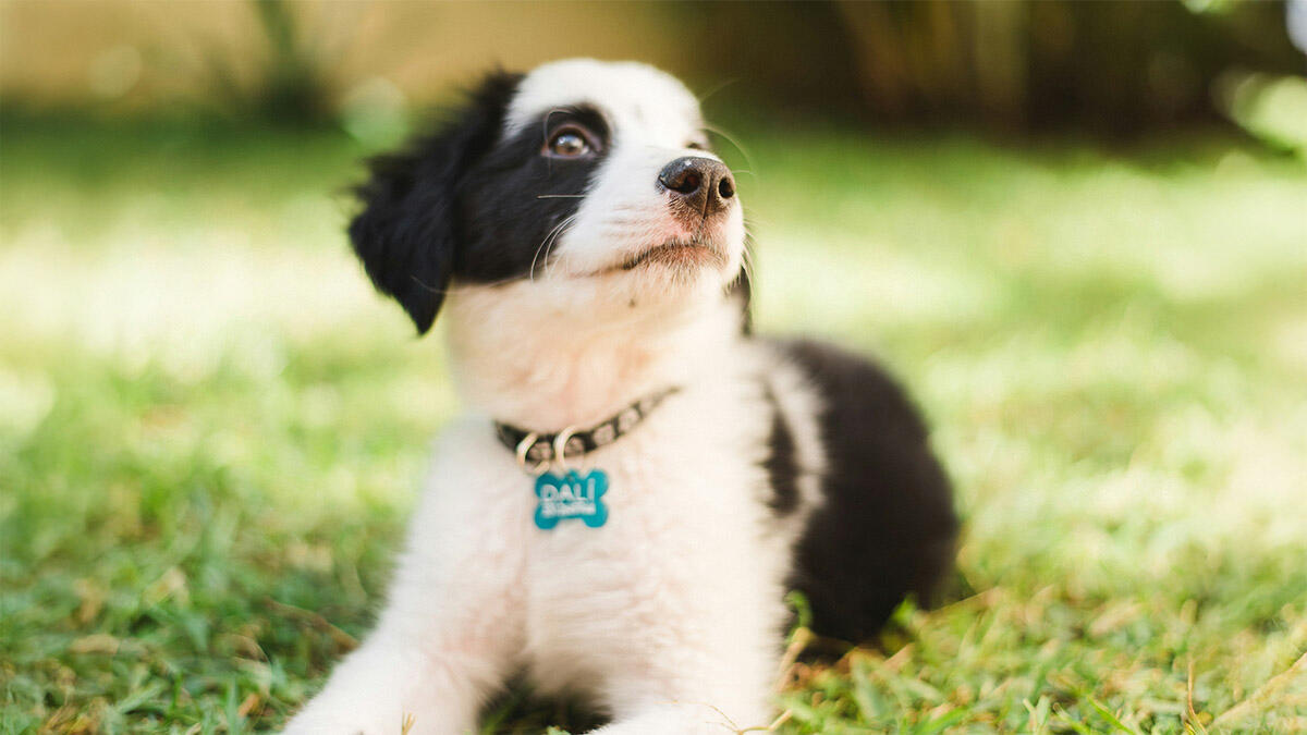 Kulağa Hoş Gelen Köpek İsimleri