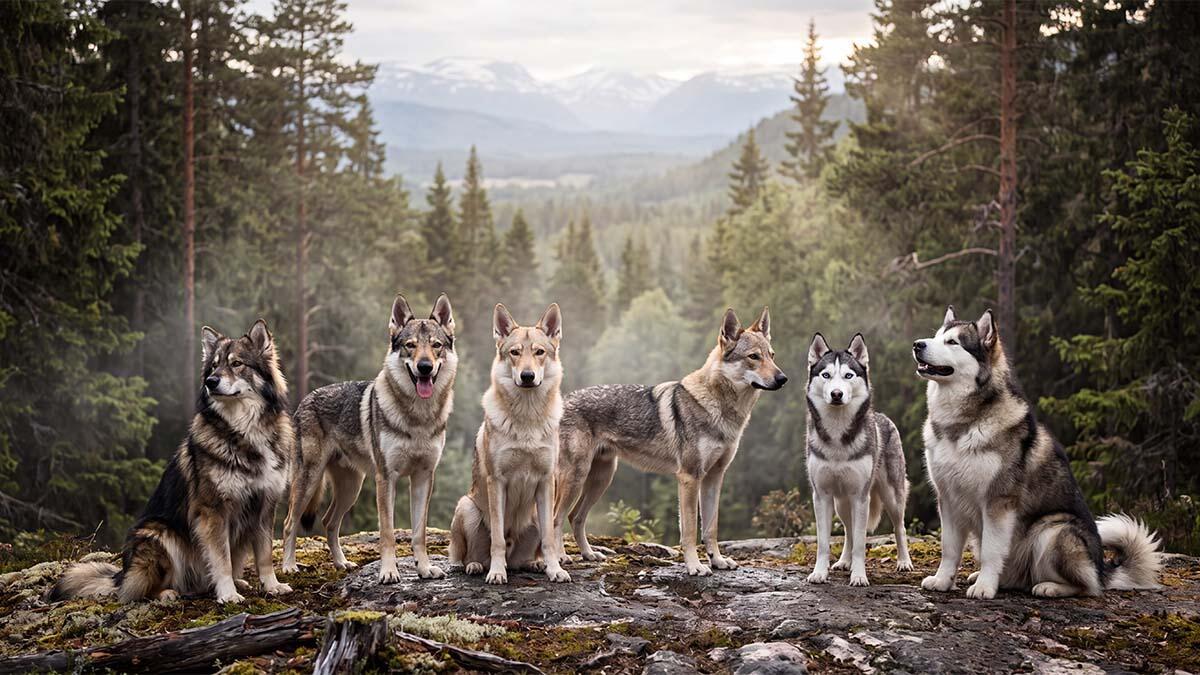 Kurtlara Benzeyen Köpek Irkları