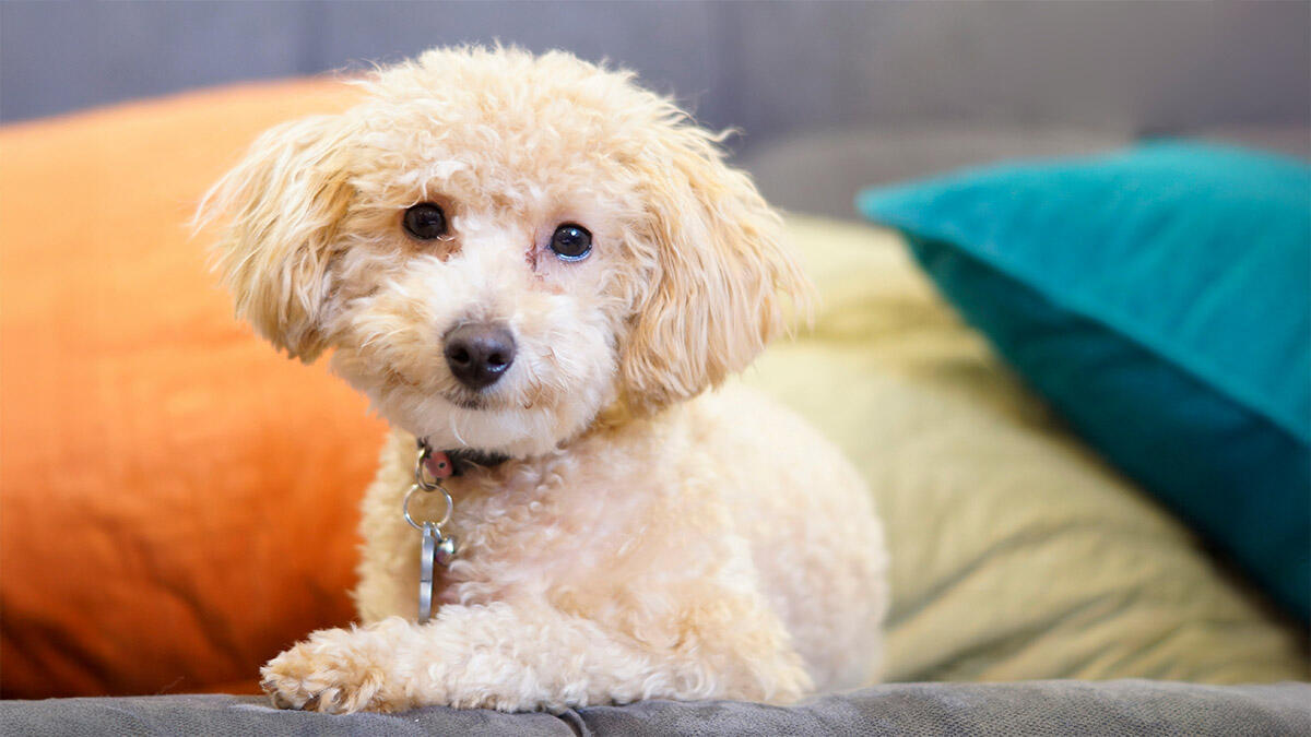 Toy Poodle Özellikleri ve Bakımı