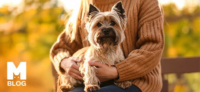 Cairn Terrier’in Özellikleri ve Diğer Terrier Irklarından Farkları