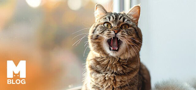Kedilerin Sesi Neden Kısılır?