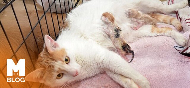 Kedi Doğumunun Bittiği Nasıl Anlaşılır?