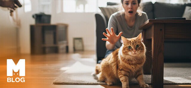 Kedi Kafasını Çarparsa Ne Yapılmalı?