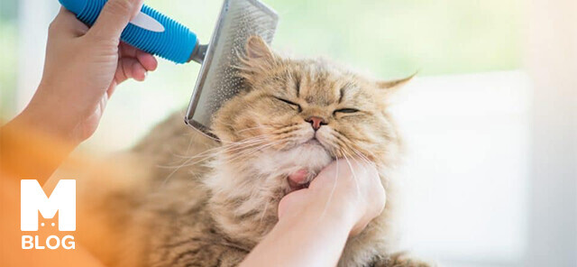 Kedinizin Tüy Bakımını Yaparken Kullanabileceğiniz En İyi Fırçalar