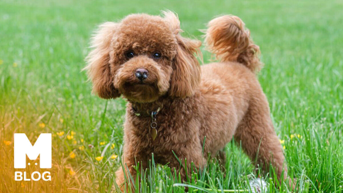 Kıvırcık Tüylü Köpek Cinsleri ve Sahiplenmeden Önce Bilmeniz Gereken Özellikleri