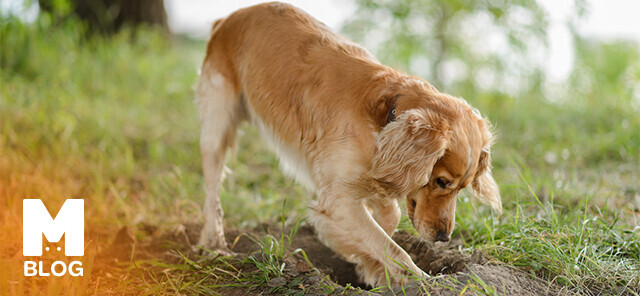 Köpekler Yiyecekleri Ve Eşyaları Neden Gömer?