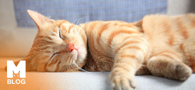 Kedi Özellikleri Nelerdir?