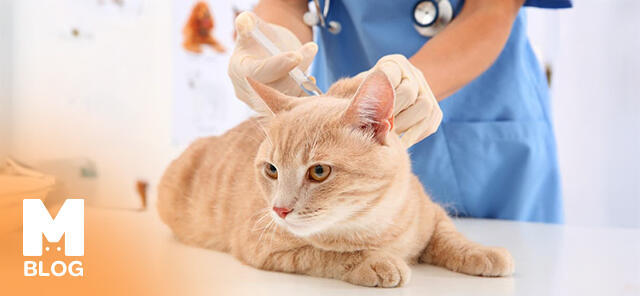 Kedi Lösemi Aşısı Hakkında Bilinmesi Gerekenler