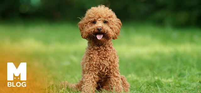 Toy Poodle Özellikleri ve Bakımı