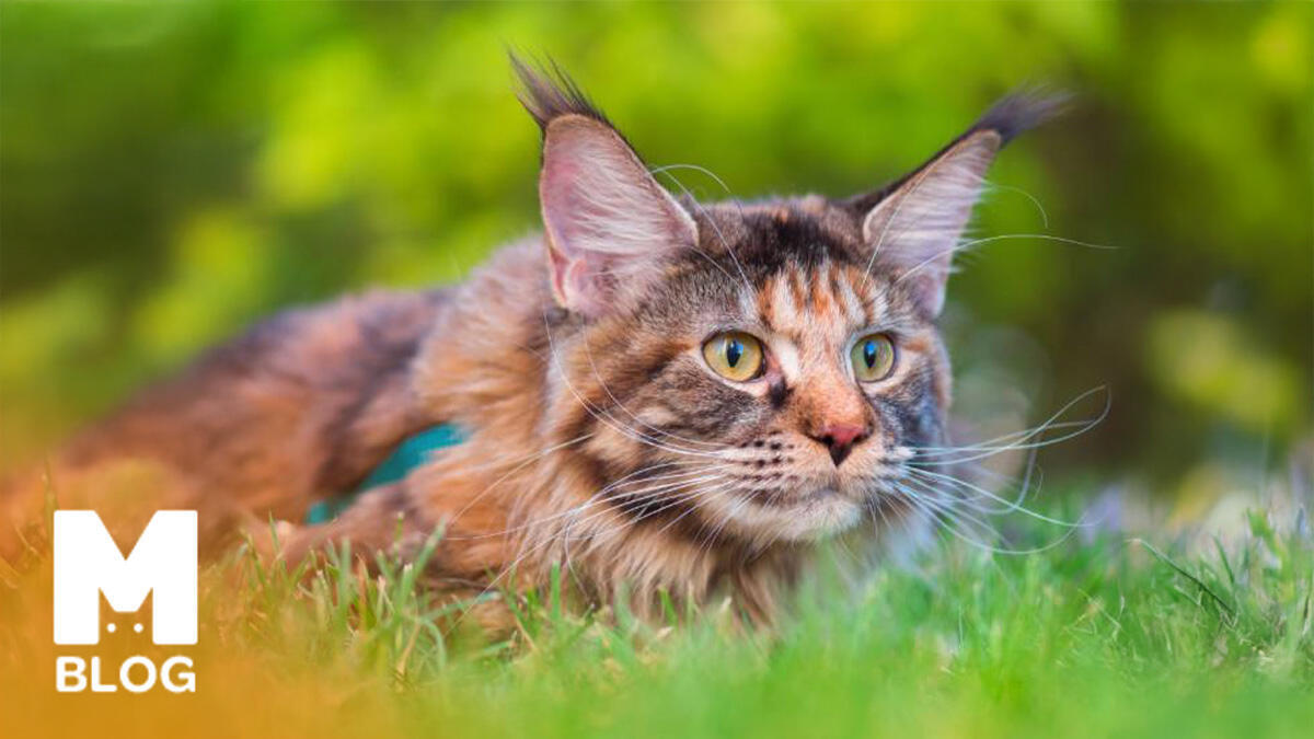 Eşsiz Renkli Tortoiseshell Kedilerin Özellikleri ve Bakımı