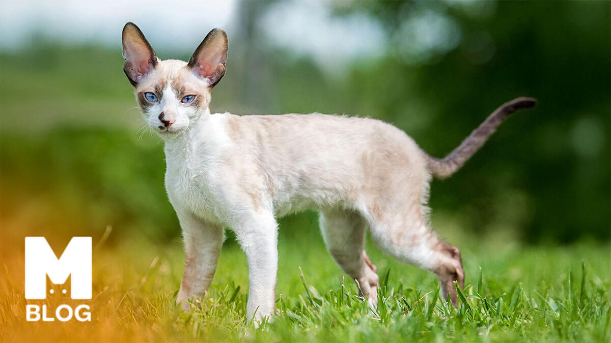 Cornish Rex Kedi Irkı Hakkında Bilmeniz Gerekenler