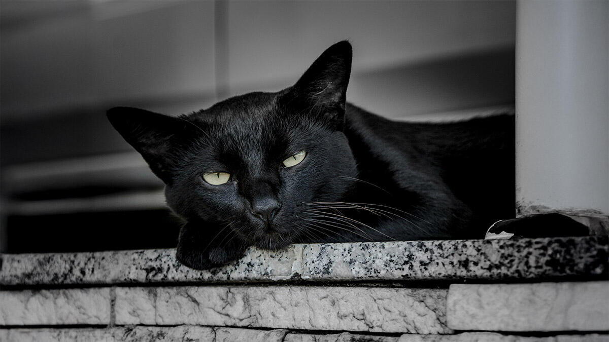Yaratıcı Siyah Kedi İsimleri