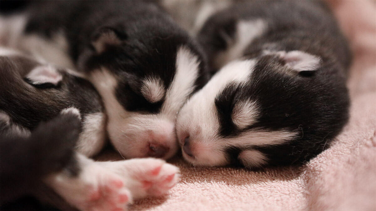 Yeni doğan köpek yavrularına nasıl bakılır?