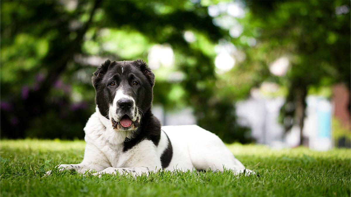 Alabay (Alabai) Köpek Irkı Özellikleri, Bakımı ve Eğitimi
