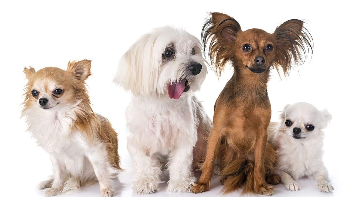 Büyümeyen 14 Küçük Irk Köpek Cinsleri ve Özellikleri