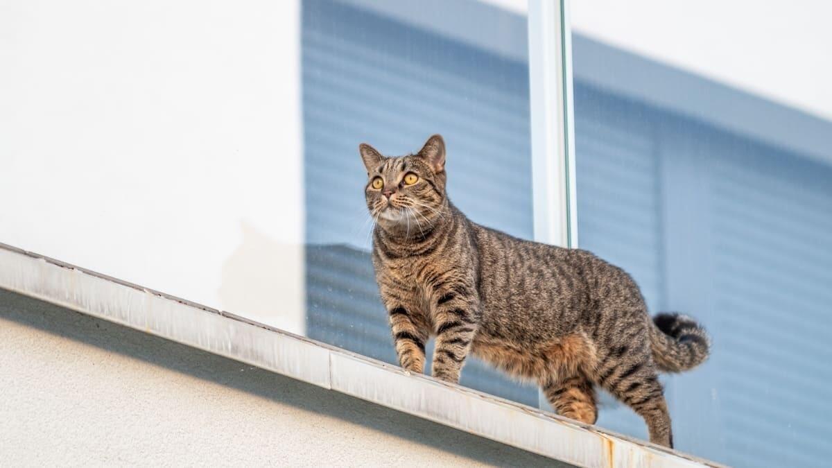 Evden Kaçan Kedi Ne Zaman Döner?