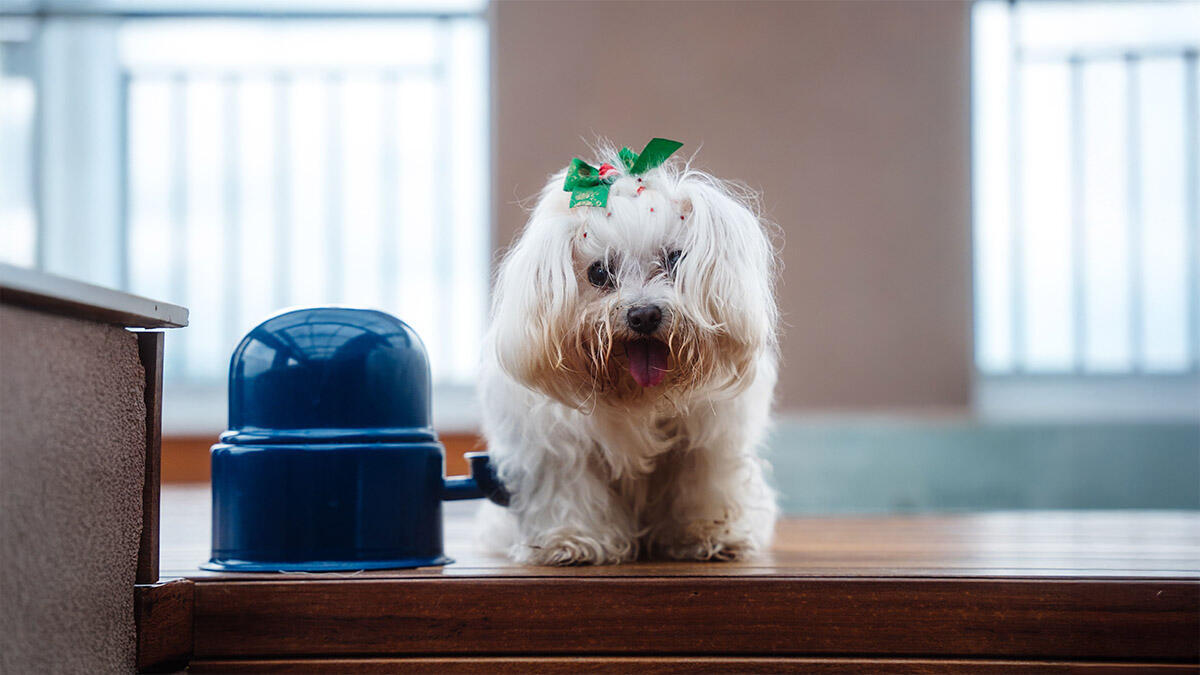 Fino Köpek Cinsleri