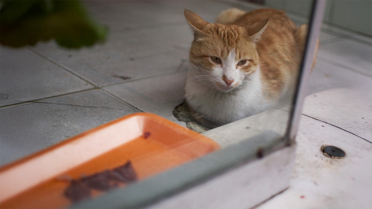 Kedi Ciğer Yer mi?