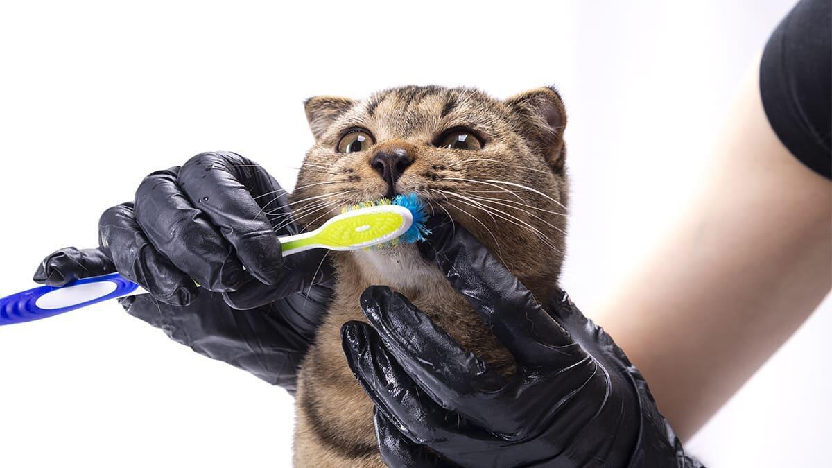 Kedi Dişi Nasıl Fırçalanır? Ne Sıklıkla Fırçalanmalı ve Nasıl Alıştırılmalı?