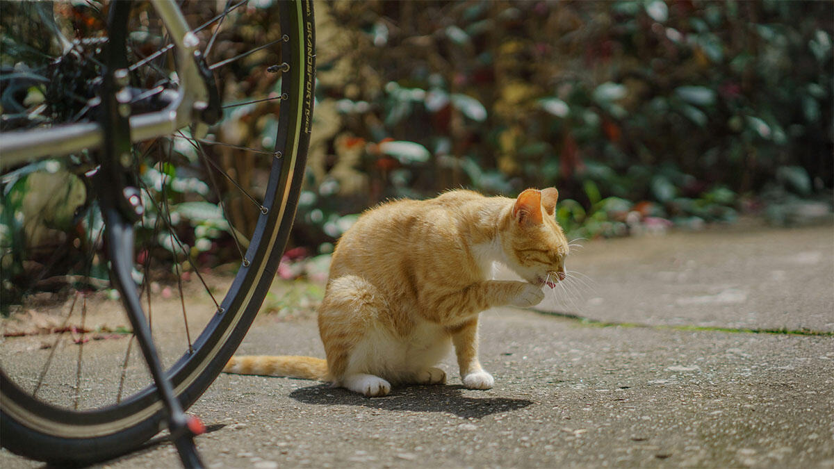 Kedi Piresi İnsana Geçer mi?