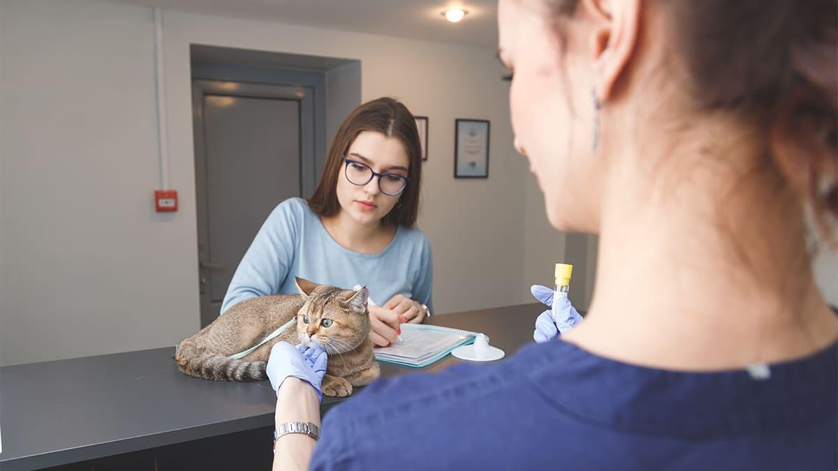 Kedilerde Kuduz Belirtileri, Nedenleri ve Tedavi Yöntemleri